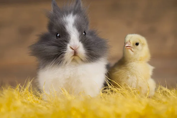 Påskharen och chick — Stockfoto
