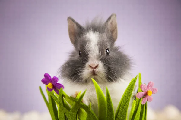 Roztomilé děťátko bunny — Stock fotografie