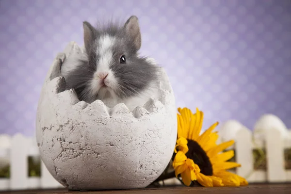 Cute baby królik — Zdjęcie stockowe