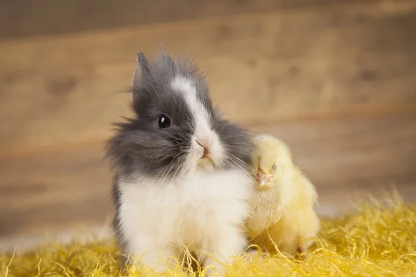 Lapin et poussin de Pâques — Photo