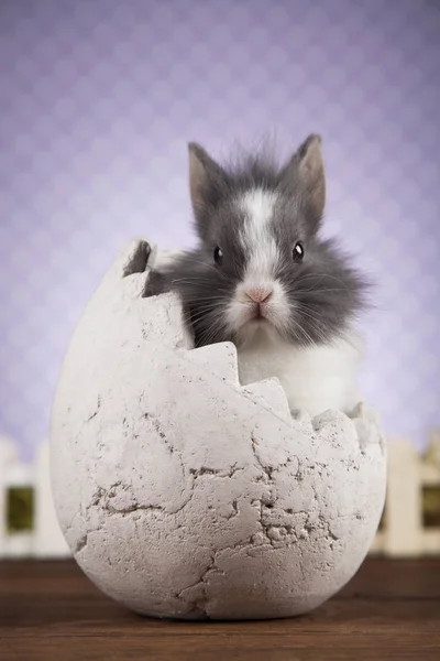 Cute Baby bunny — Stock Photo, Image
