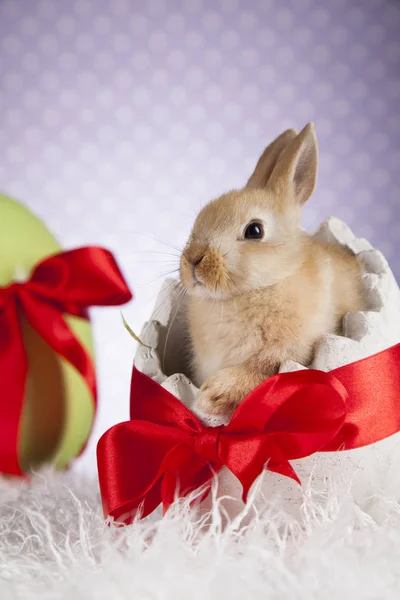 Cute Baby bunny — Stock Photo, Image