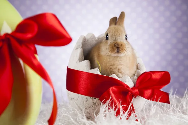 Söt baby bunny — Stockfoto