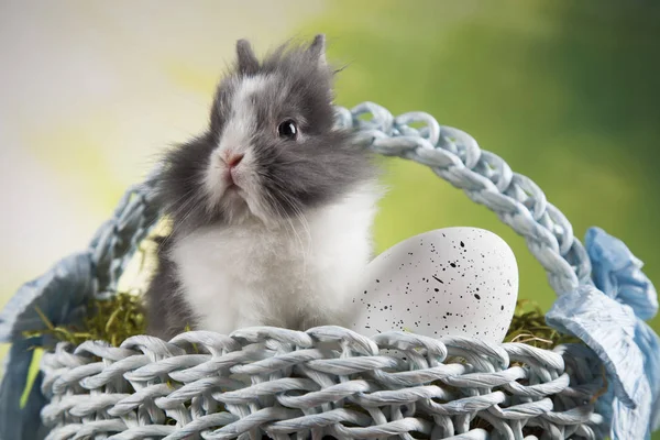 귀여운 아기 토끼 — 스톡 사진