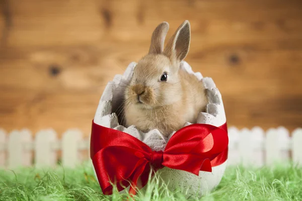 Baby konijntje op houten achtergrond — Stockfoto