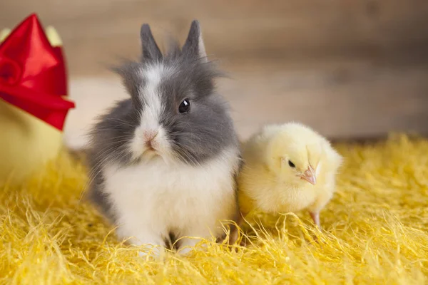Küken und Kaninchen — Stockfoto