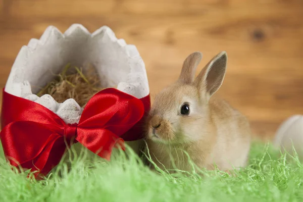复活节动物，兔子蛋 — 图库照片