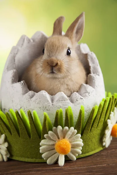 可爱的小兔子 — 图库照片