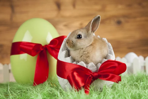 Пасхальное животное, кролик, яйцо — стоковое фото