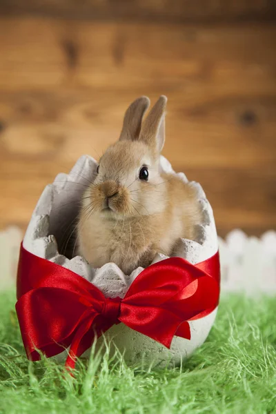 Baby bunny na podłoże drewniane — Zdjęcie stockowe