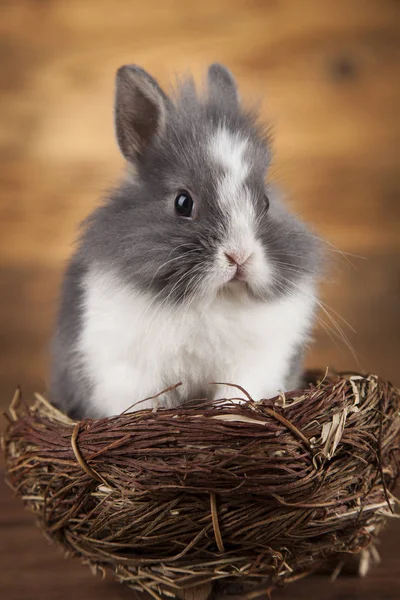 Schattige baby bunny — Stockfoto