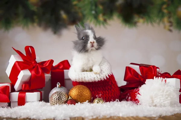 Hase auf Weihnachtshintergrund — Stockfoto