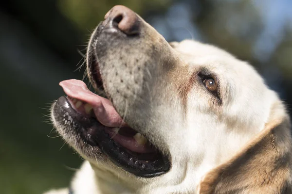 Labrador retriever hund — Stockfoto