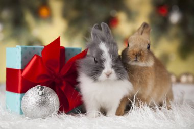Bunnies ve Noel arka plan