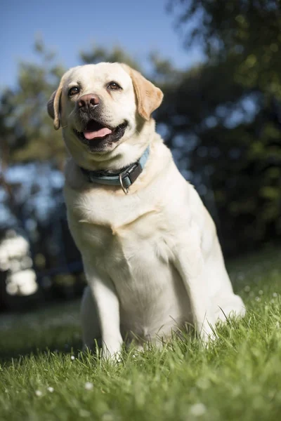 ラブラドル ・ レトリーバー犬 — ストック写真