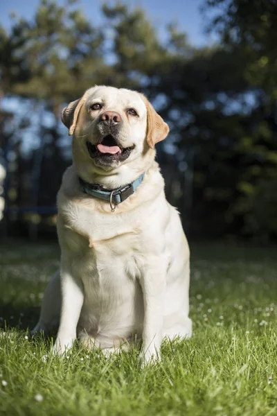 Labrador retriever hund — Stockfoto