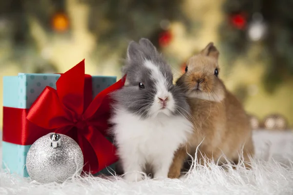 Coelhinhos e fundo de Natal — Fotografia de Stock