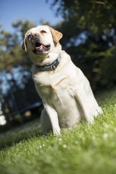 Labrador retriever hund — Stockfoto