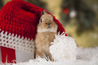 Bunny Noel arka plan üzerinde