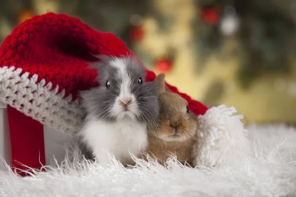 Kaniner och jul bakgrund — Stockfoto