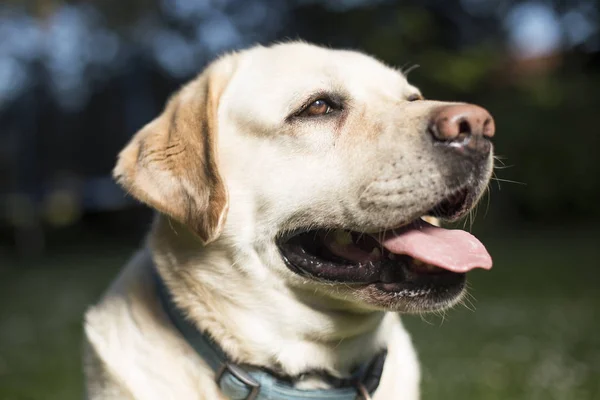 Labrador retriever hund — Stockfoto