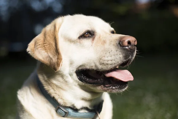 Labrador retriever hund — Stockfoto