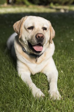 Labrador retriever köpek 