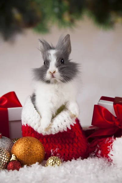 Conejito divertido y fondo de Navidad — Foto de Stock