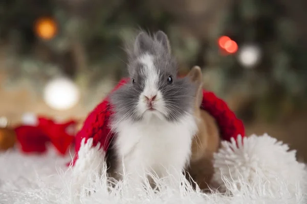 Lilla santa kaninen på jul bakgrund — Stockfoto