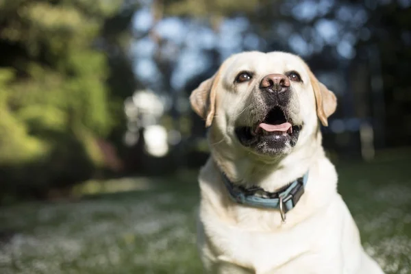 Labrador retriever hund — Stockfoto