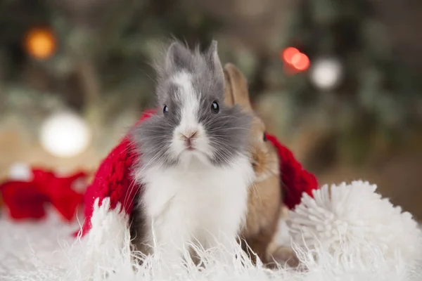 Weihnachtshasen — Stockfoto