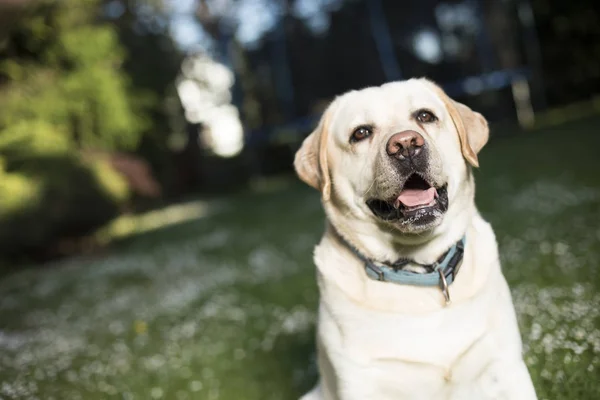 Labrador retriever köpek — Stok fotoğraf