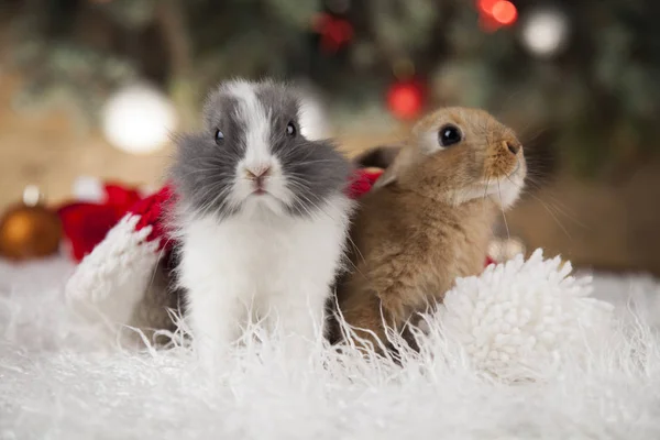 Lustige Hasen und weihnachtlicher Hintergrund — Stockfoto