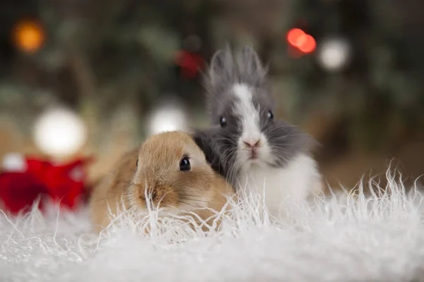 Кролик на різдвяному фоні — стокове фото