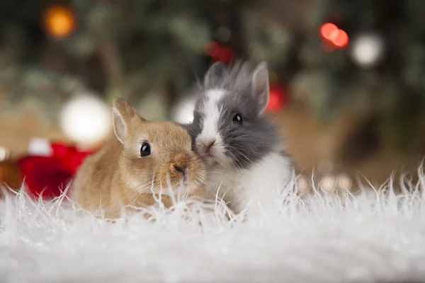 Кролики та новорічні фону — стокове фото