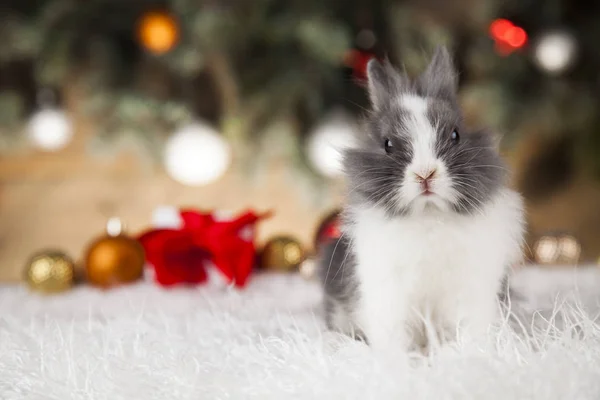 Funny bunny en Kerstmis achtergrond — Stockfoto
