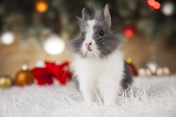 Hase auf Weihnachtshintergrund — Stockfoto