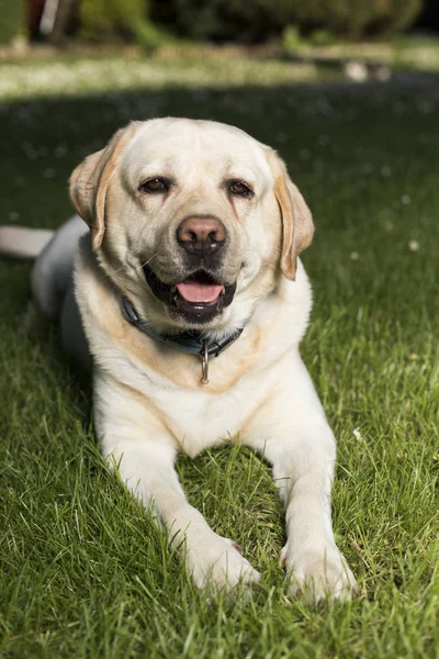 Labradorský retrívr pes — Stock fotografie