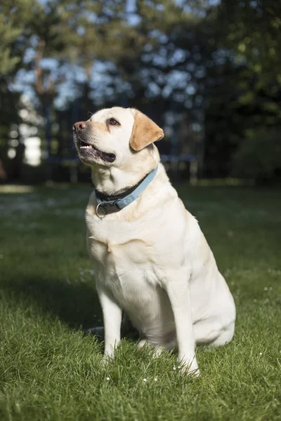 Labrador retriever hund — Stockfoto