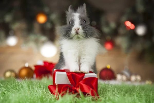 Bunny på jul bakgrund — Stockfoto