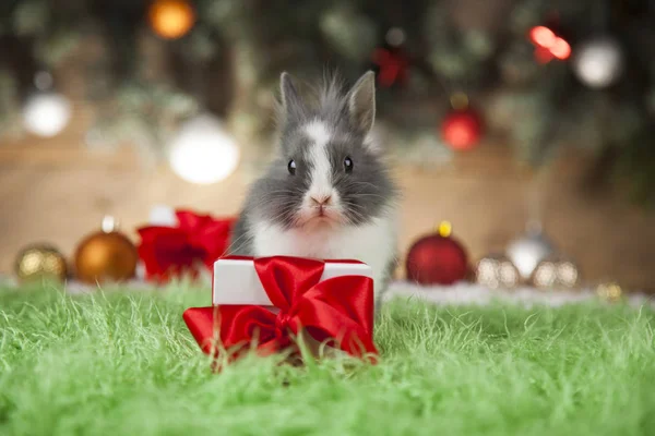 Pequeno coelho de Papai Noel no fundo de Natal — Fotografia de Stock