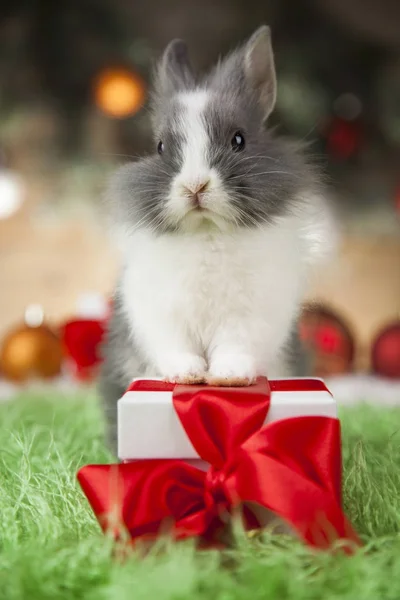 Semester jul bunny — Stockfoto