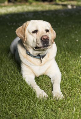 Labrador retriever köpek 