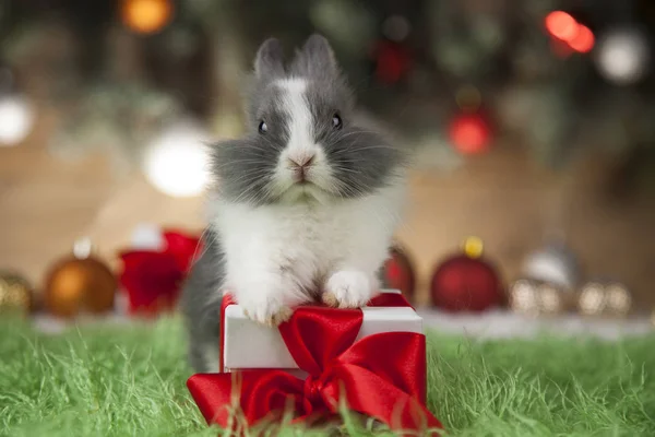 Coelho no fundo de Natal — Fotografia de Stock