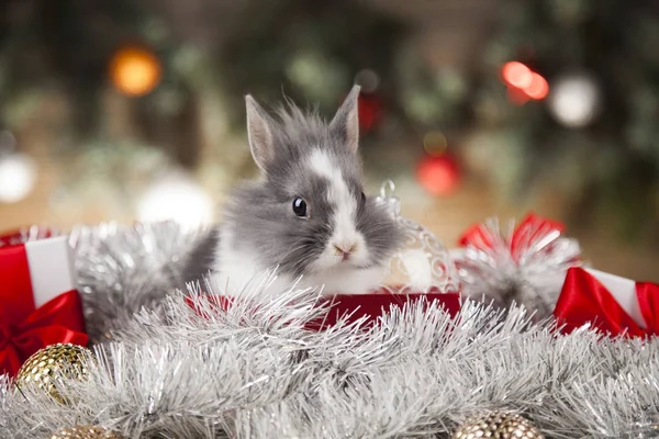 Feriado coelho de Natal — Fotografia de Stock