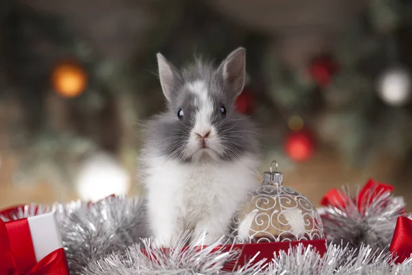 Hase und Weihnachten Hintergrund — Stockfoto