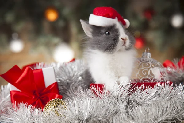 Bunny and Christmas background — Stock Photo, Image