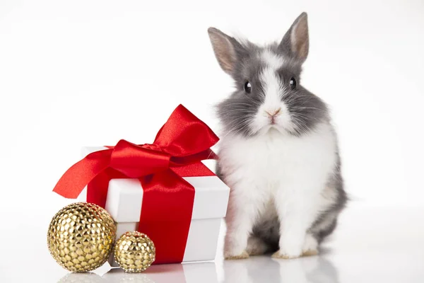 Coniglietto e sfondo di Natale — Foto Stock