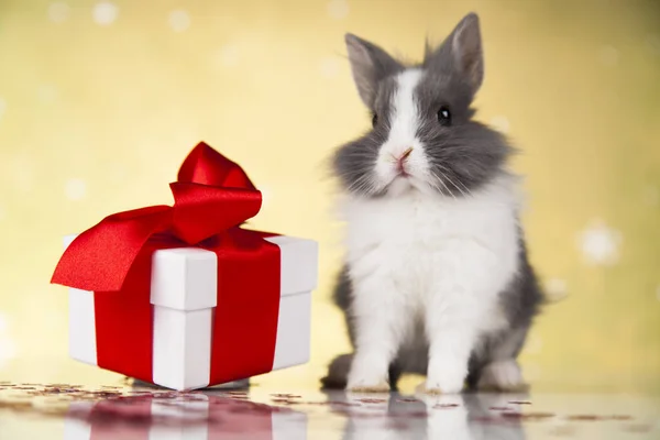 Bunny en Kerstmis achtergrond — Stockfoto