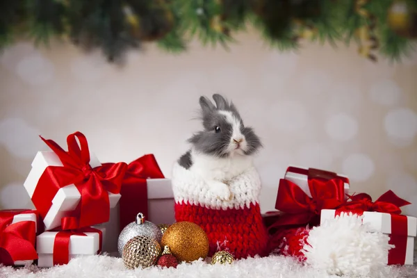 Bunny på jul bakgrund — Stockfoto